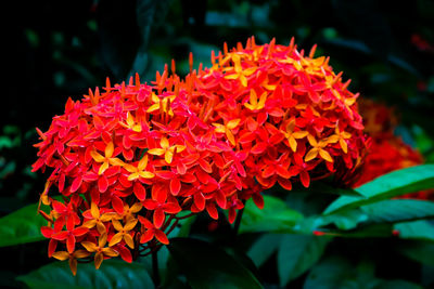 Close-up of red flowering plant