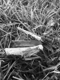 High angle view of dry grass on field