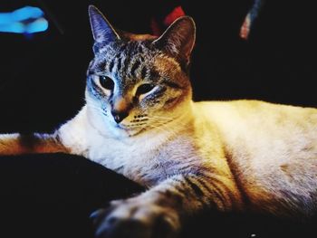 Close-up portrait of a cat