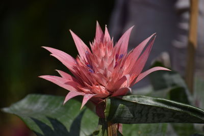 Close-up of pink flower