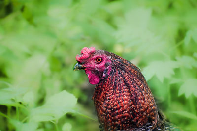 Close-up of a parrot