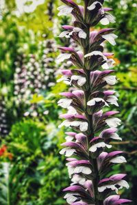 Close-up of purple flowering plant