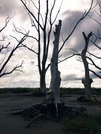 Bare tree against sky