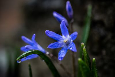 Close-up of purple flowers blooming outdoors