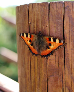 Close-up of butterfly on wood