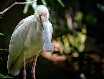 Close-up of bird perching outdoors