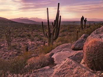 Scenic view of landscape during sunset