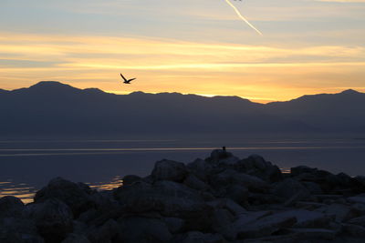 Bird flying over lake against sky during sunset