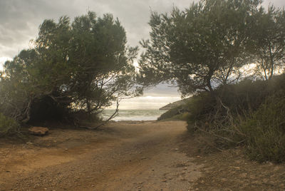 Trees growing on landscape against sky