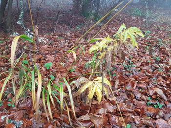 Close-up of plants growing on field in forest