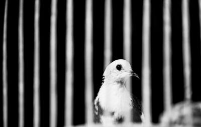 Close-up of a bird