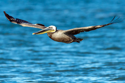 Bird flying over water