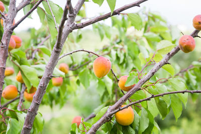 Close-up of fruits on tree