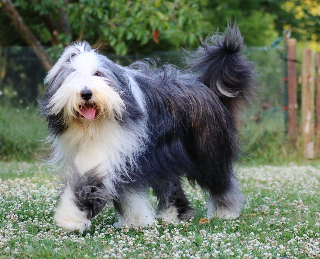 PORTRAIT OF DOG STANDING ON GRASS