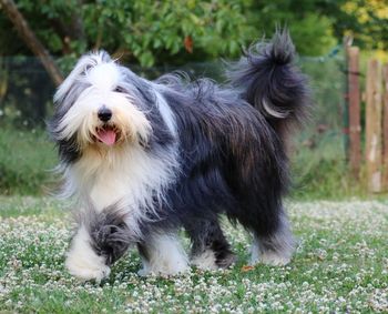 Portrait of dog standing on field