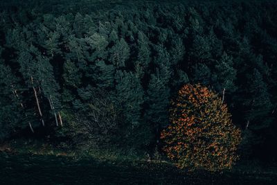 Plants growing in forest at night