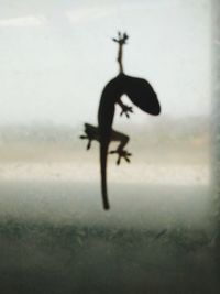 Close-up of silhouette plant against window