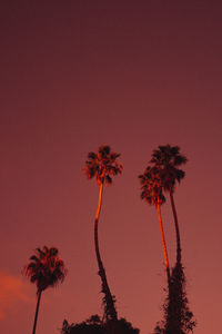 Low angle view of coconut palm tree against orange sky