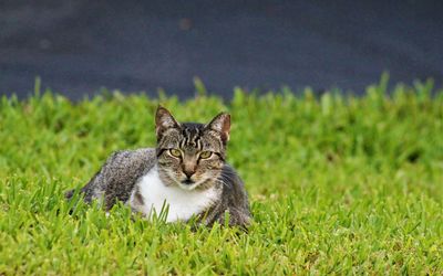Portrait of cat on grass field