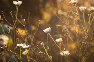 Close-up of white flowers blooming in field