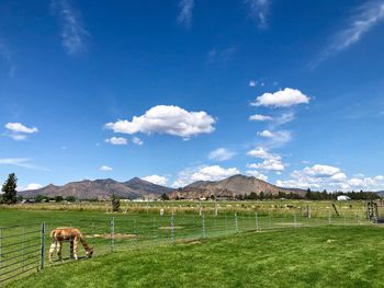 Scenic view of field against sky