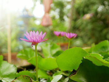 Close-up of pink water lily