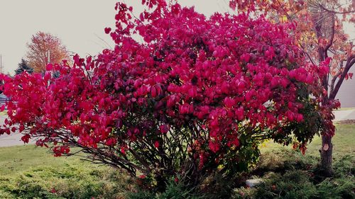 Pink flowers growing on tree