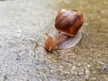 Close-up of snail on wet floor