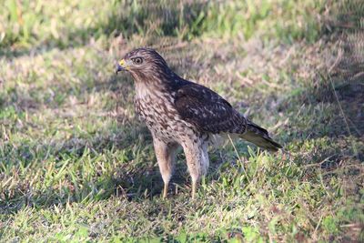 Side view of a bird on field