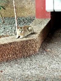 Cat relaxing on bed