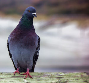 Close-up of pigeon perching