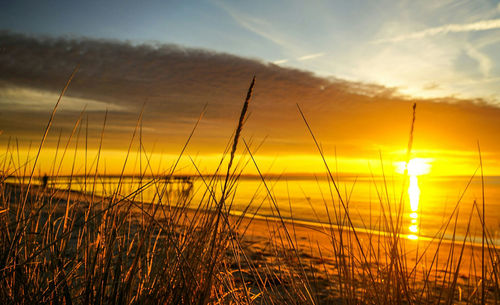 Close-up of grass against sunset