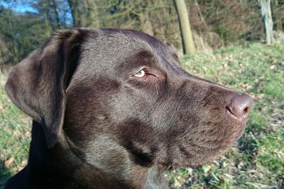 Close-up of a dog