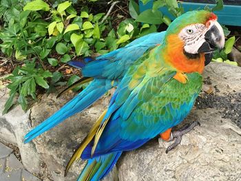 Close-up of macaw perching on rock