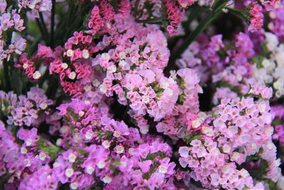 Close-up of pink flowers