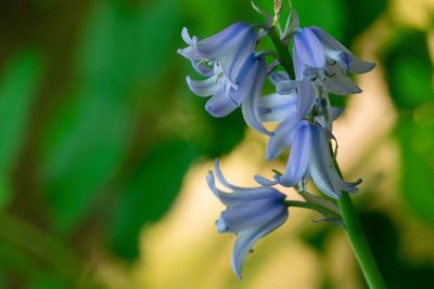 Close-up of purple flowering plant