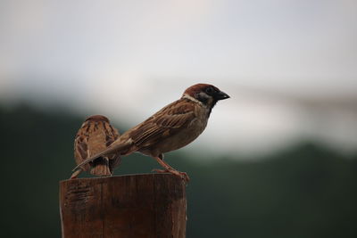 Eurasian tree sparrow