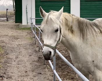 Horse in ranch