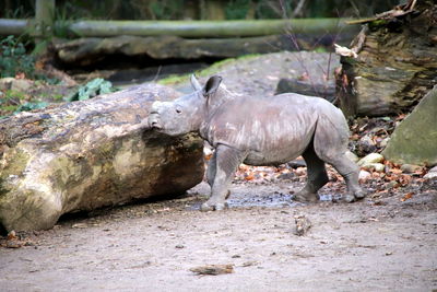 Breitmaulnashorn willi. wide mouth rhino