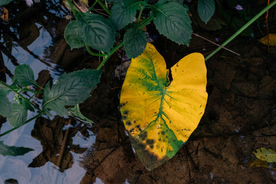 High angle view of yellow autumn leaves on land