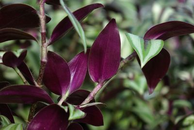 Close-up of pink flower