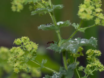 Close-up of insect on plant