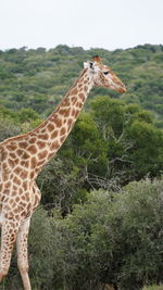 giraffe