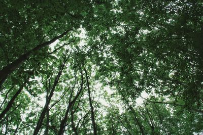 Low angle view of trees in forest