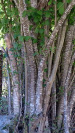 Close-up of tree trunk in forest