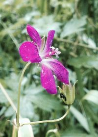 Close-up of pink flowers