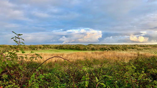 Scenic view of field against sky