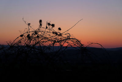 Silhouette plants against sky during sunset
