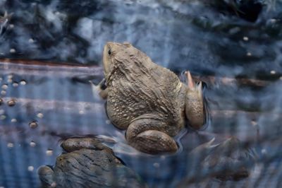 Close-up of turtle in water