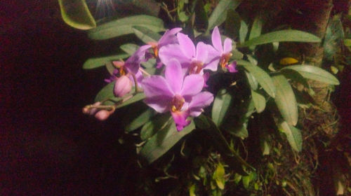 Close-up of pink flowering plant in back yard